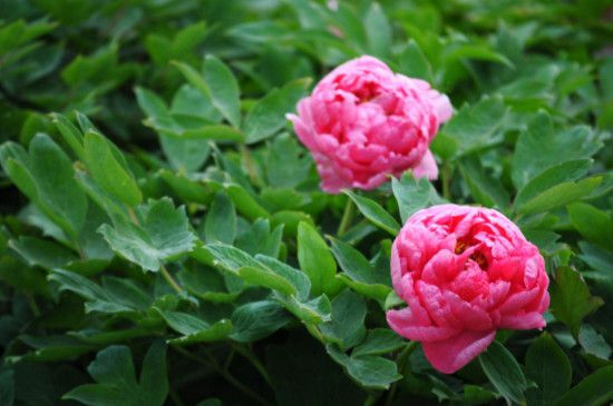 荷花桂花牡丹水仙花开放时间顺序