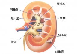 肾结石患者的饮食禁忌(肾结石五吃三不吃)