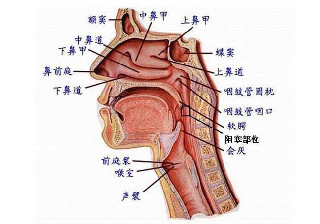 打鼾的原因及危害