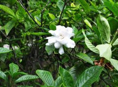 栀子花的功效与作用(干栀子花泡水喝的功效)