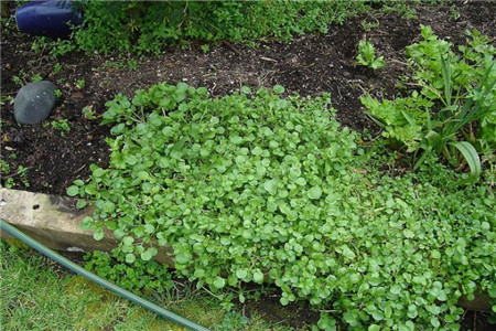 水田芥的种植方法