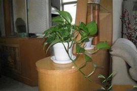 绿萝用什么盆养好