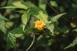 棣棠花的虫害及防治方法