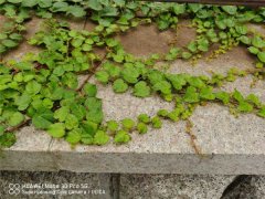 爬山虎图片：爬山虎的资料