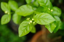 刚买回来的茉莉花掉苞，教你一招，赶紧学