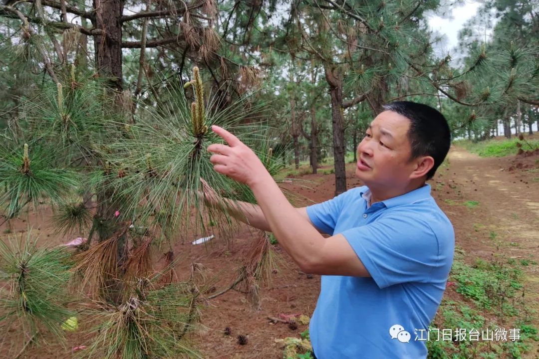 红岭种子园即将开花的猴耳环值得一看