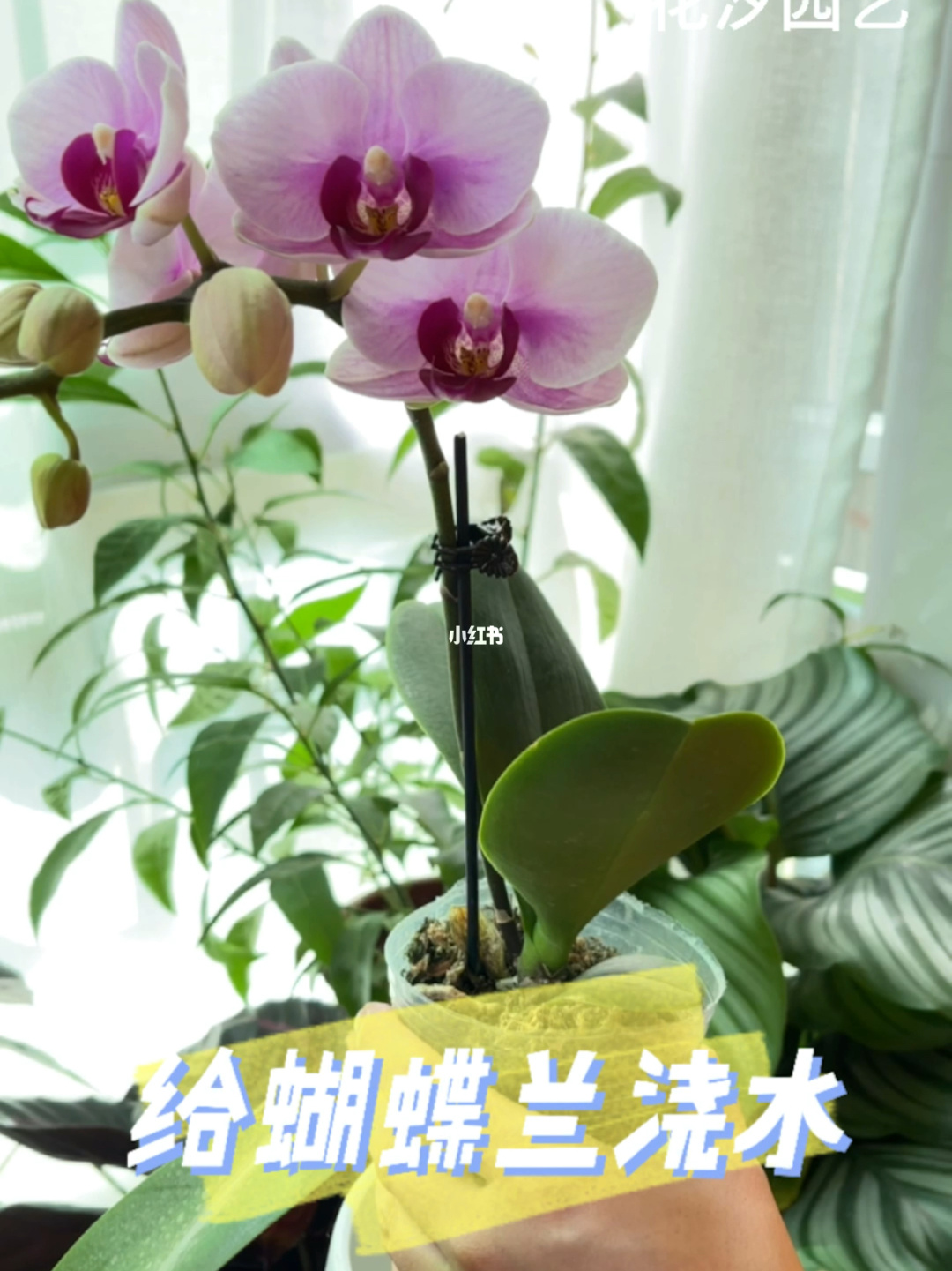 水仙花开花后怎么养球？花六八网告诉你！