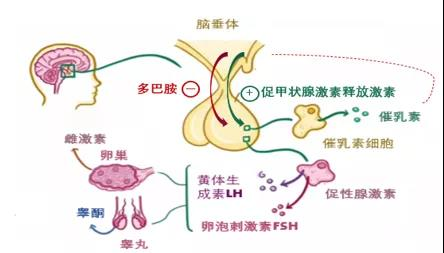 怎样让阳茎快速硬起来_男人的大硬茎照_早上起来硬