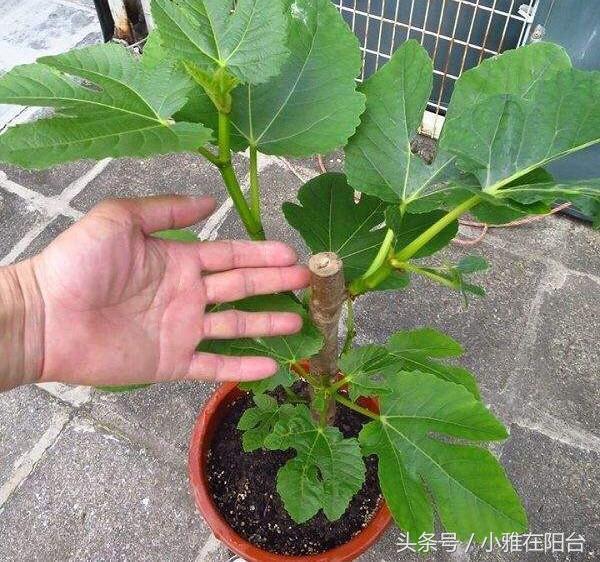 栽培无花果技术要点_无花果的栽培技术_栽培无花果技术与管理