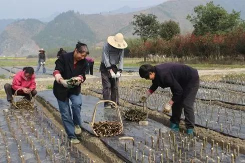 无花果奶浆果的药用价值有哪些？怎么吃才好？