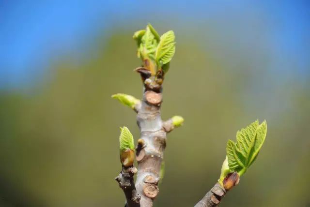 无花果的栽培技术_无花果的栽培技术视频_栽培无花果技术要求