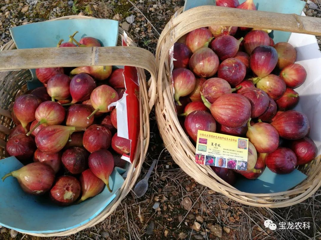 无花果的栽培技术_栽培无花果技术要点_栽培无花果技术与管理