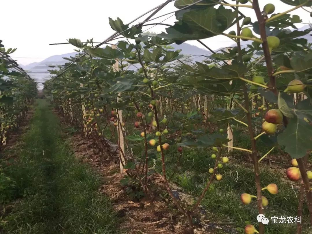 栽培无花果技术与管理_无花果的栽培技术_栽培无花果技术要点