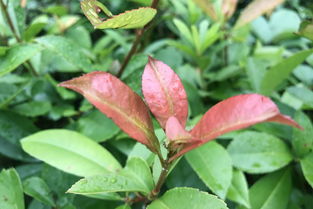 七里香植物